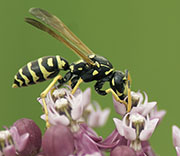 Wasp